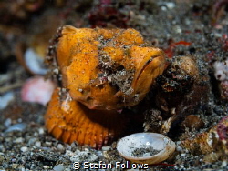 All a Matter of Scale

Orange False Stonefish - Scorpae... by Stefan Follows 